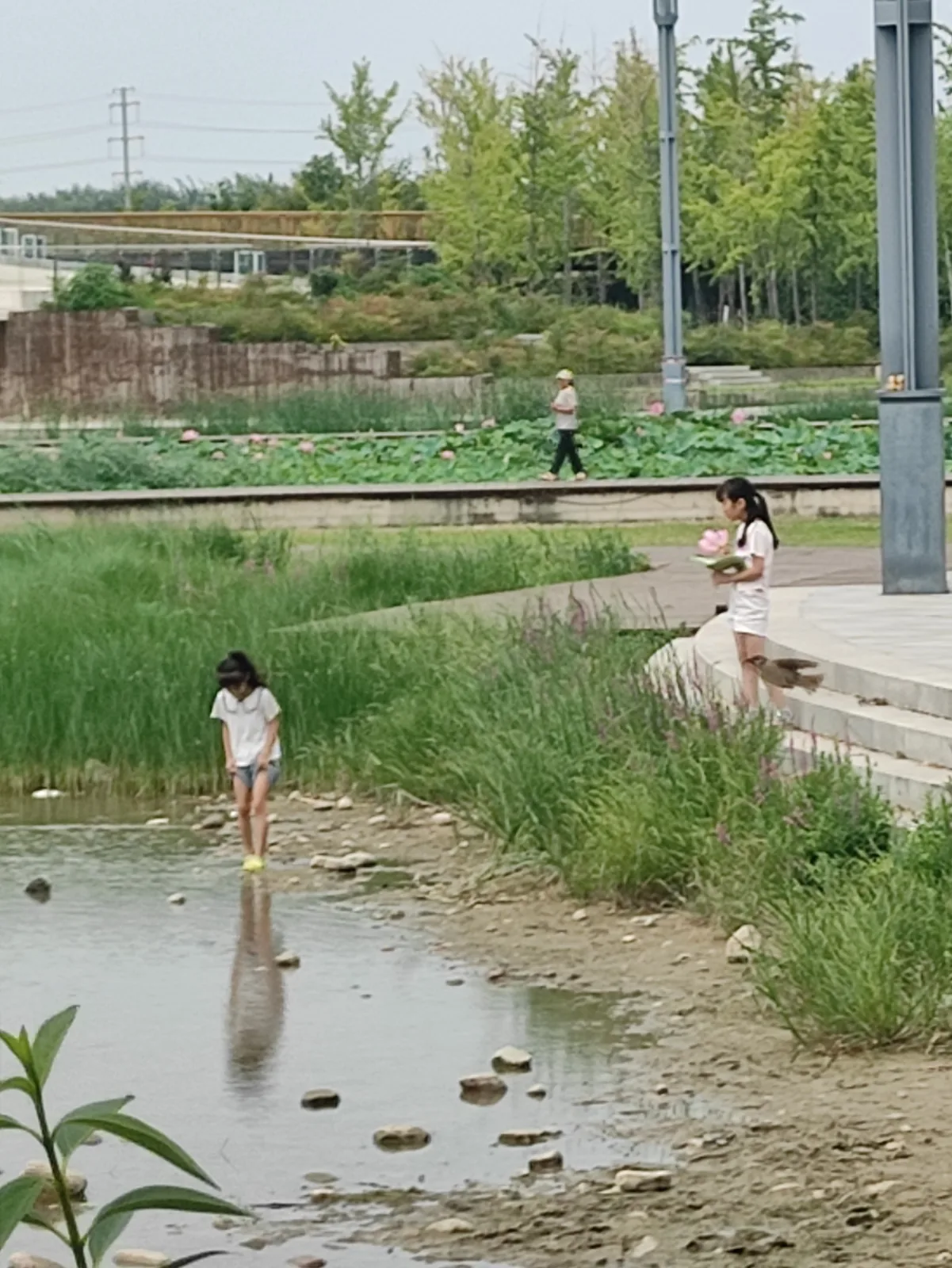 上午的水边、荷塘和两个孩子