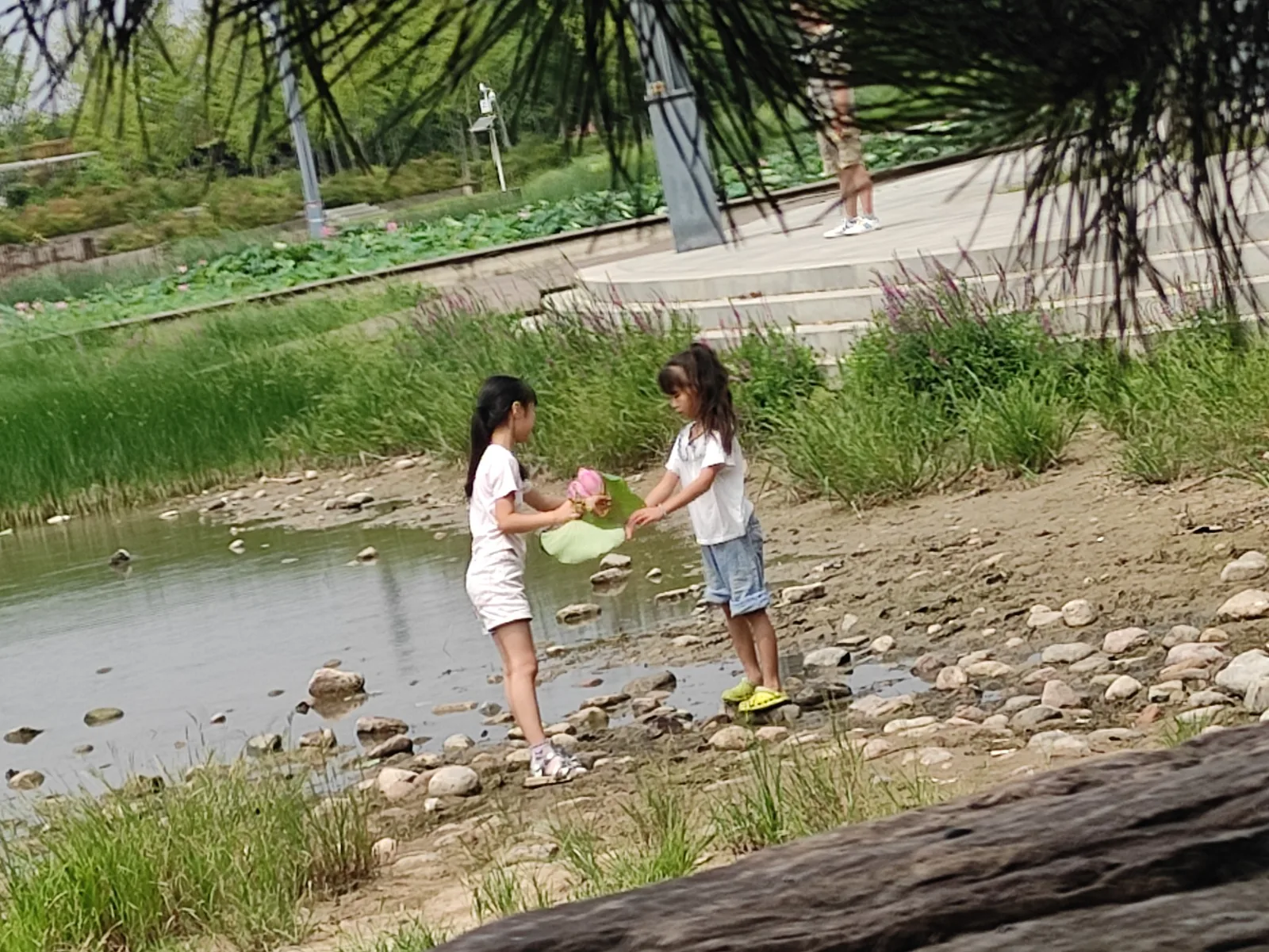 柔柔和表姐在水边一起看手里的荷花