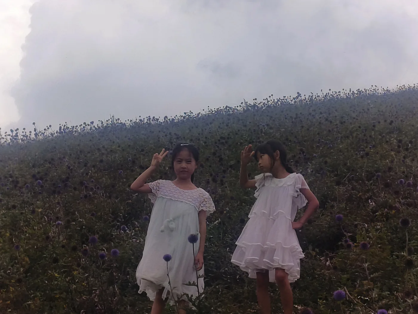 孩子低头观察草甸里的花朵