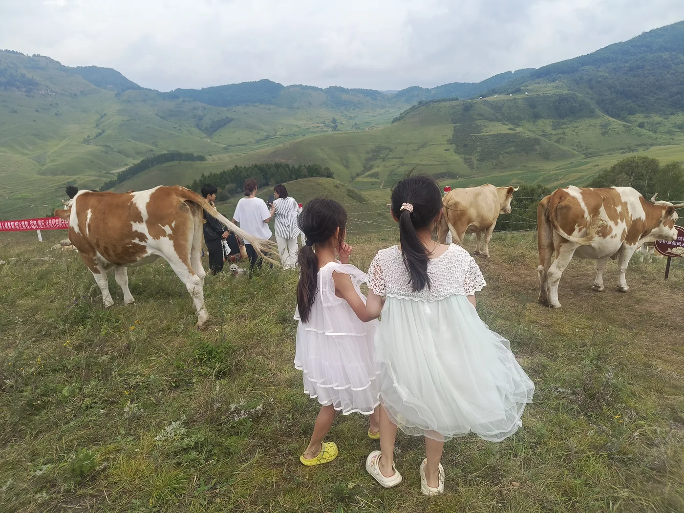 孩子小心地向草坡上的牛靠近