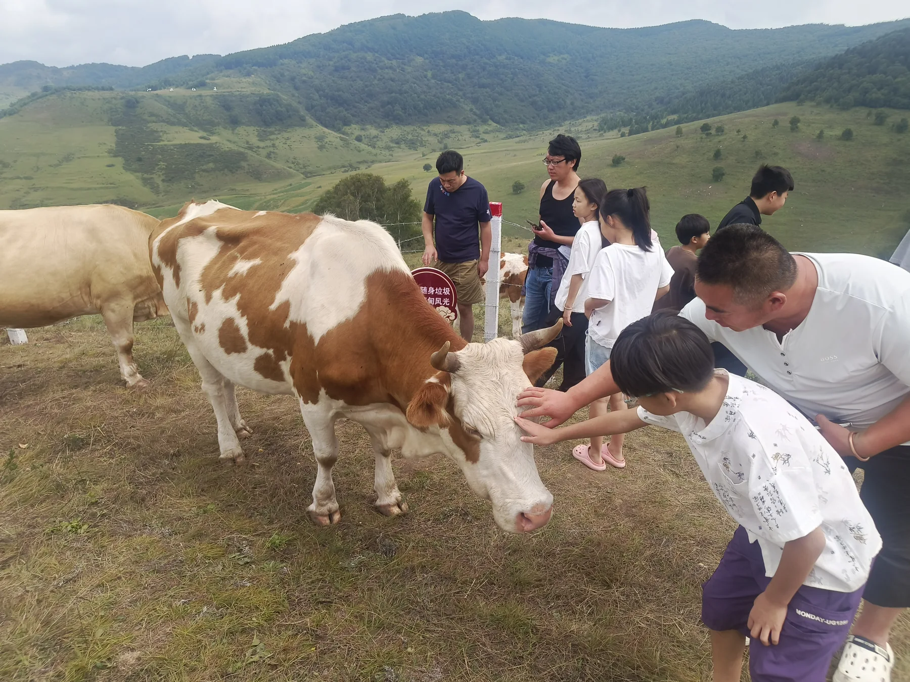 孩子在草坡上靠近牛并尝试与它互动
